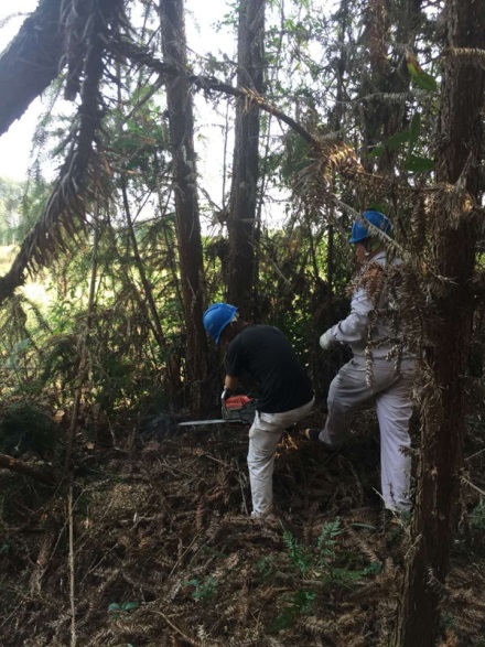 富川供電：清樹(shù)障除隱患  保線路安全通暢