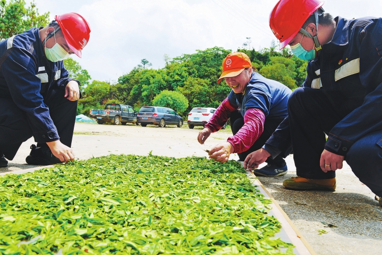 廣東臺(tái)山供電局保障茶農(nóng)茶企用電無(wú)憂