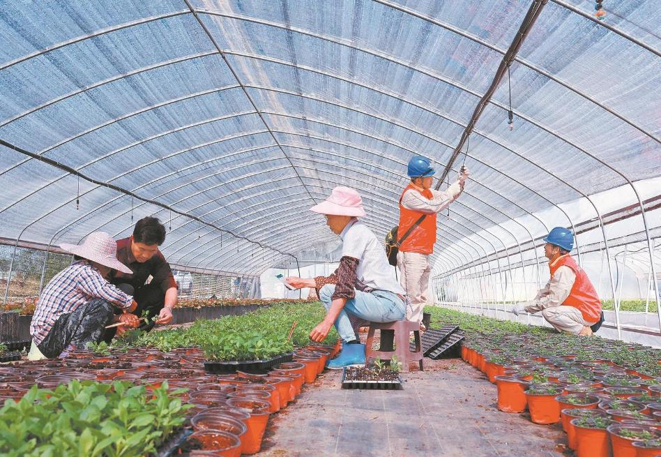 重慶大足：電力添動(dòng)能 百花齊爭(zhēng)艷