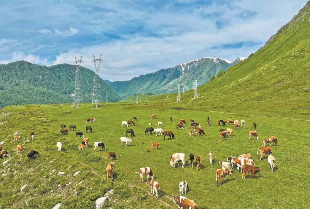 國家電網有限公司踐行綠色發(fā)展理念促進生物多樣性保護